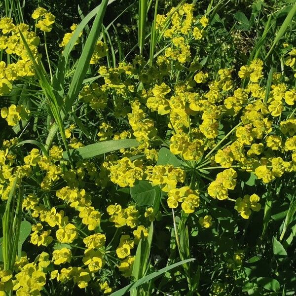 Euphorbia cyparissias आदत