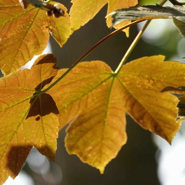 Acer opalus Muu