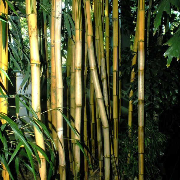 Phyllostachys aureosulcata Schors