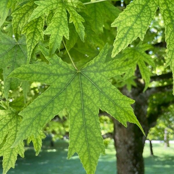 Liquidambar orientalis List