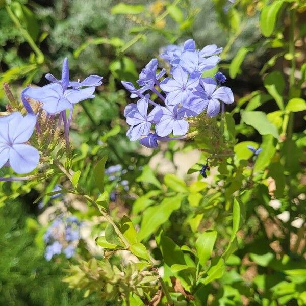 Plumbago auriculata Flors