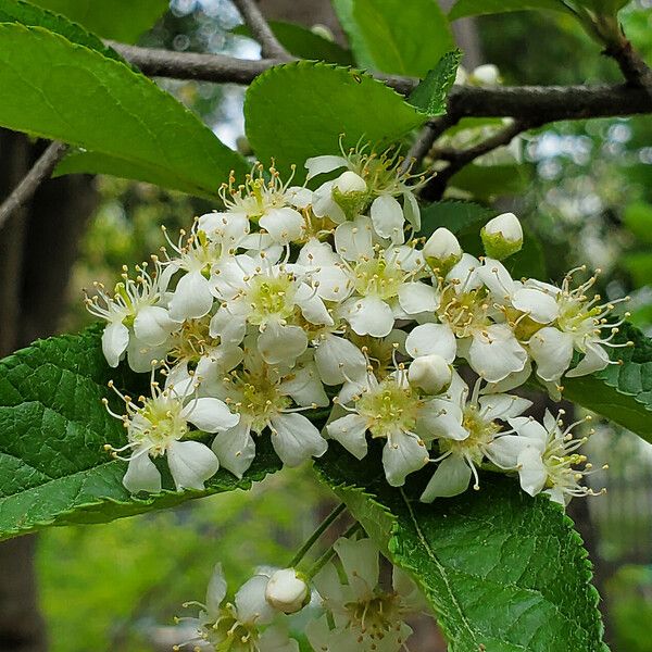 Photinia villosa Flower