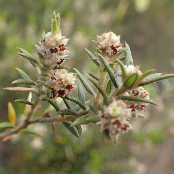 Phylica nitida Kukka