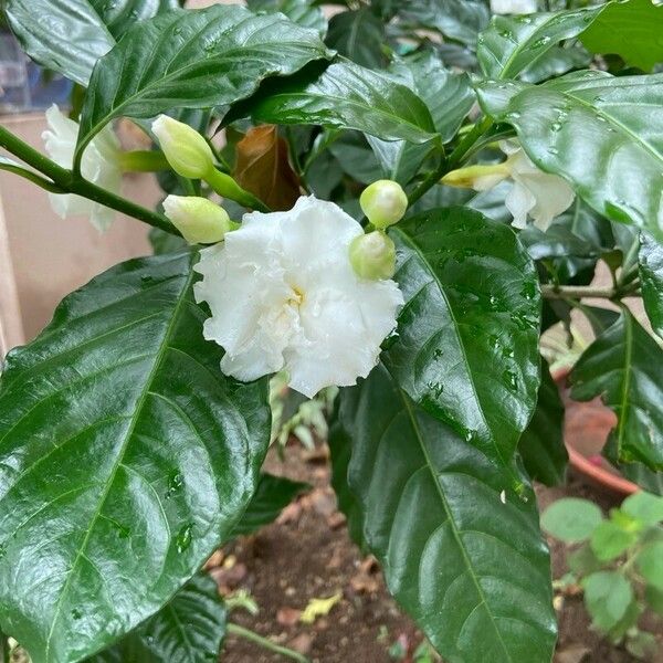 Jasminum sambac 花