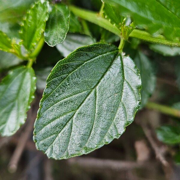 Ceanothus thyrsiflorus Blad