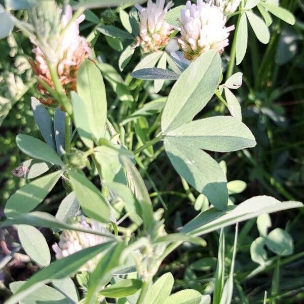 Trifolium alexandrinum برگ