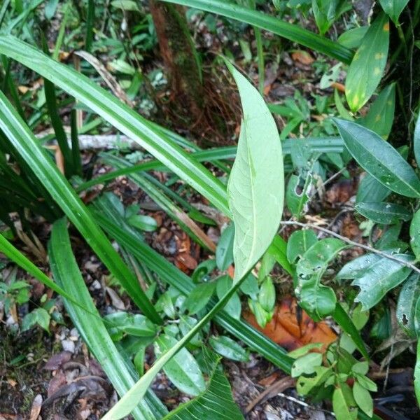 Ixora sparsifolia ഇല