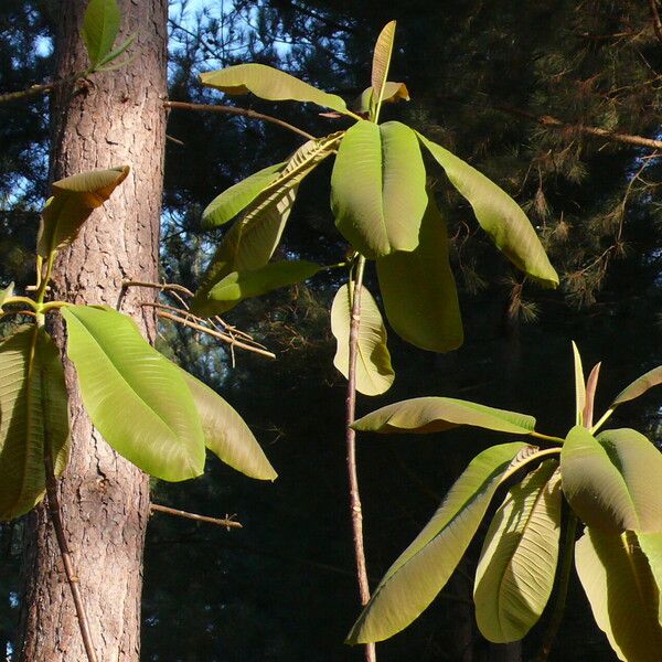 Magnolia rostrata Foglia