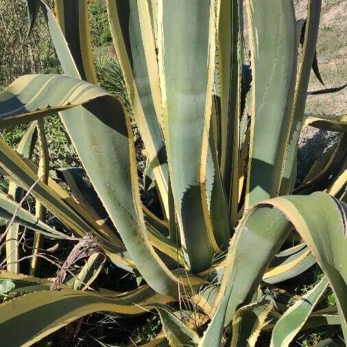 Agave americana Fulla