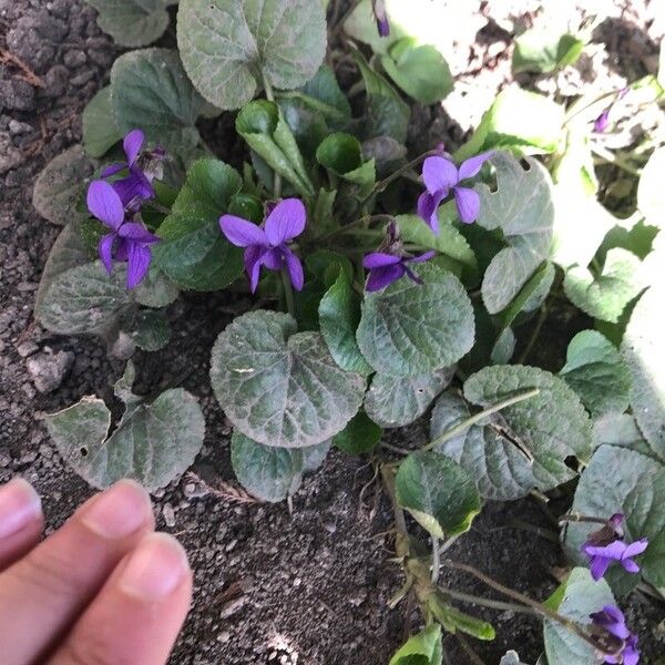 Viola odorata Flower