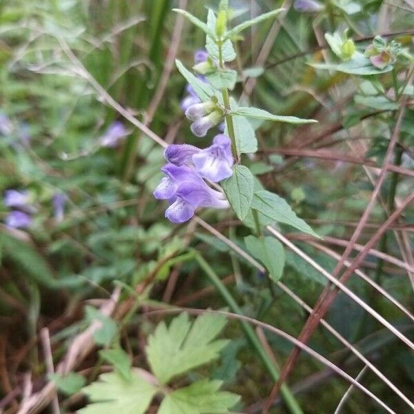 Scutellaria galericulata Flower