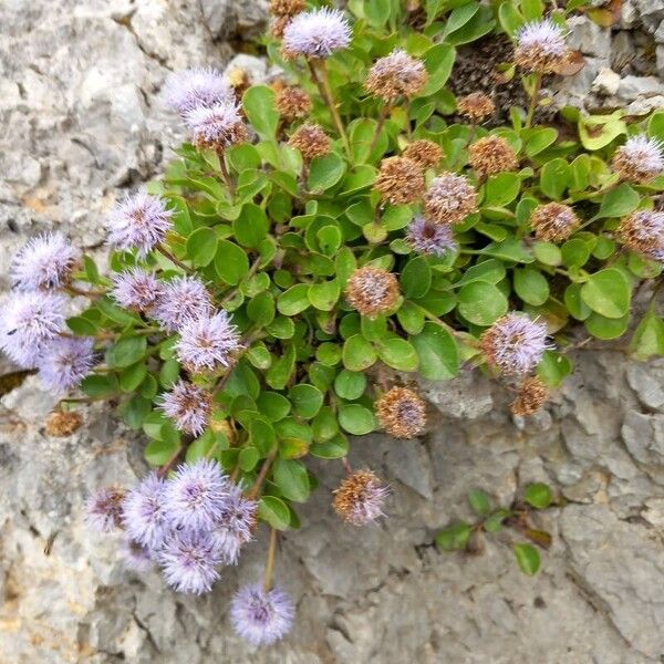 Globularia incanescens Цветок