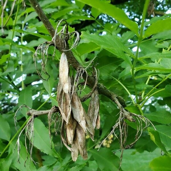 Carya illinoinensis Casca