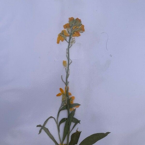 Erysimum asperum Blomst