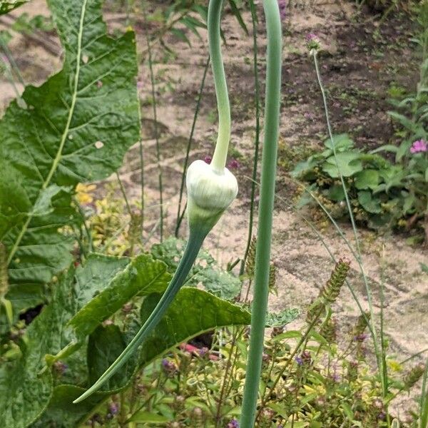 Allium sativum Flower