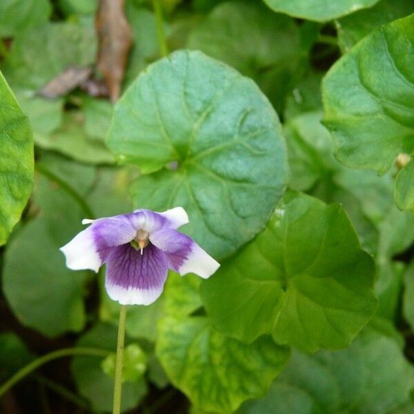 Viola hederacea Květ