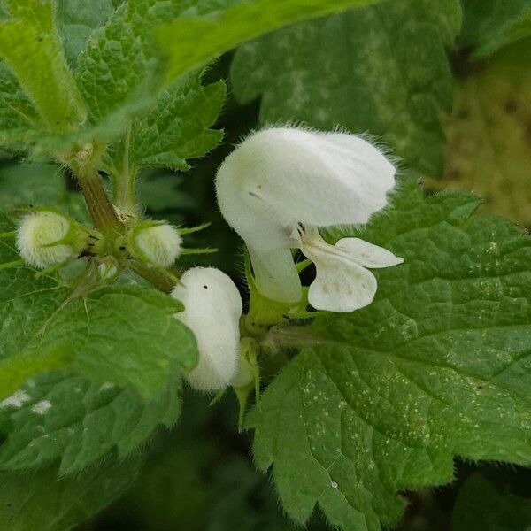 Lamium album Fleur