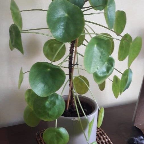 Pilea peperomioides Folha