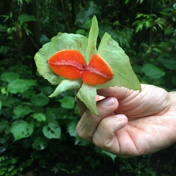 Drymonia serrulata Flower