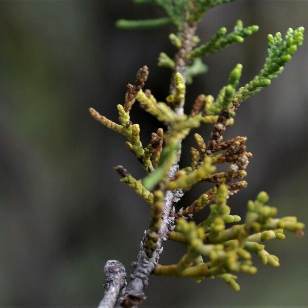 Arceuthobium oxycedri Blatt