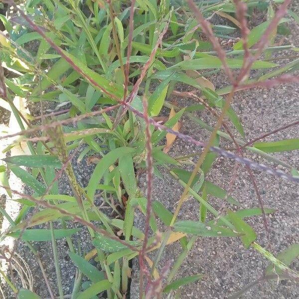 Digitaria sanguinalis Habit