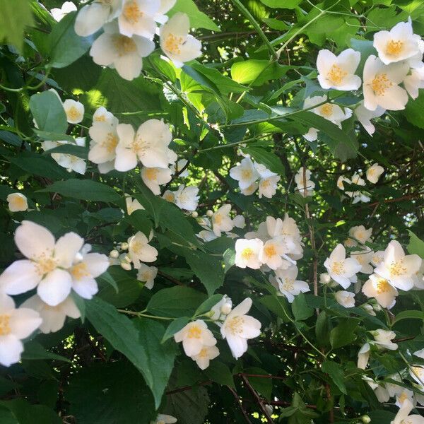 Philadelphus coronarius موطن