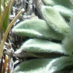 Erigeron rosulatus Leaf