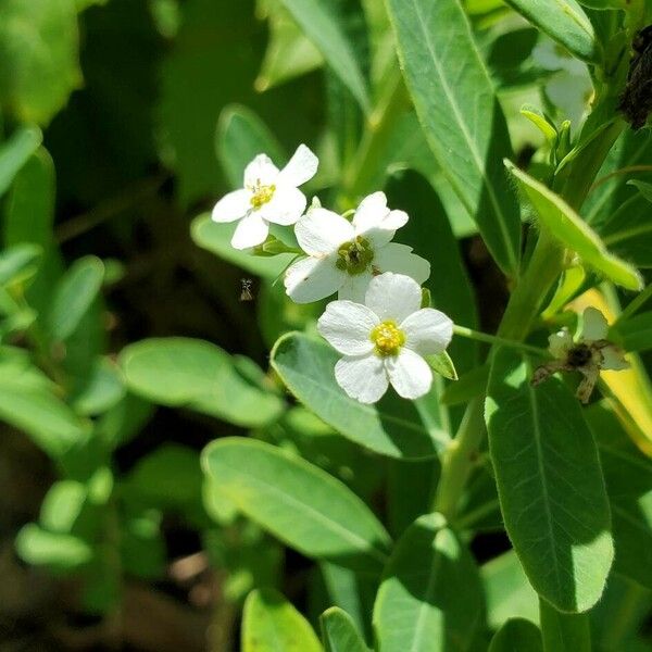 Euphorbia corollata Blodyn