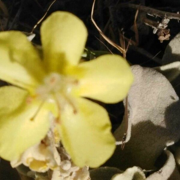 Verbascum sinaiticum Flower