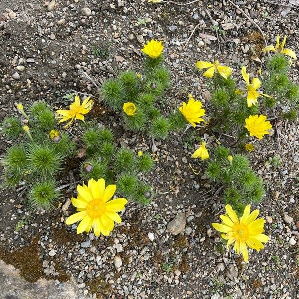 Adonis vernalis Tervik taim