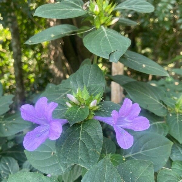 Barleria cristata Flor