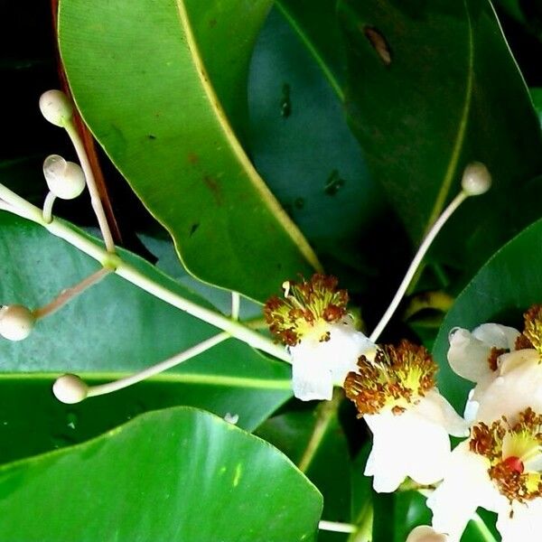 Calophyllum inophyllum Blüte