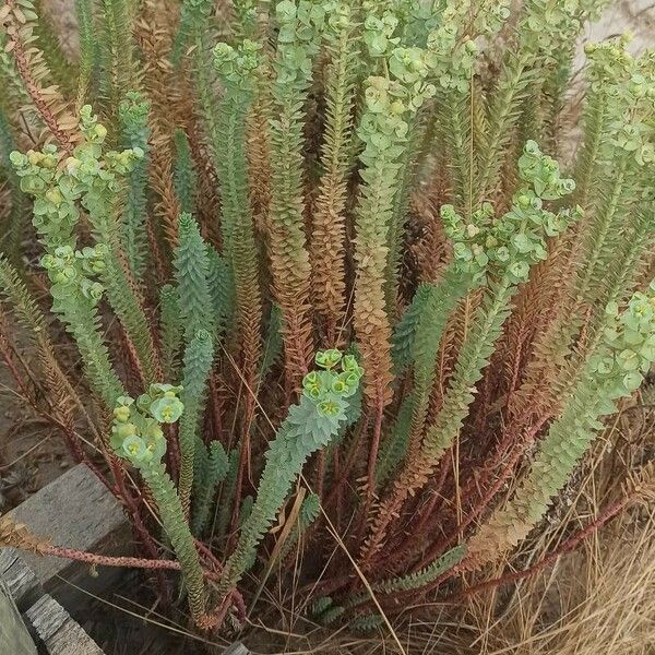 Euphorbia paralias Blad