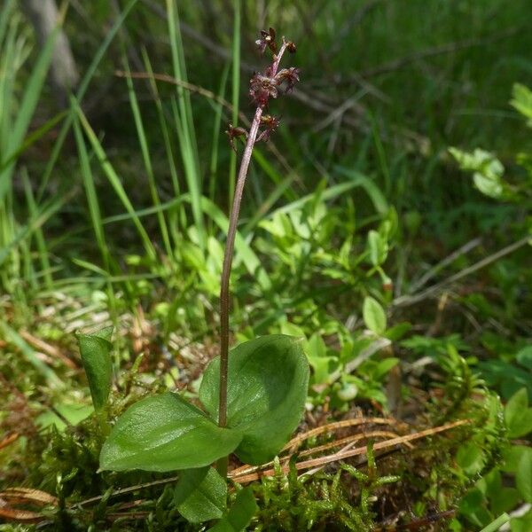 Neottia cordata Лист