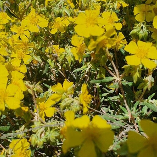 Helianthemum syriacum Žiedas