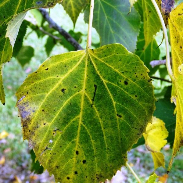 Tilia chingiana Leaf