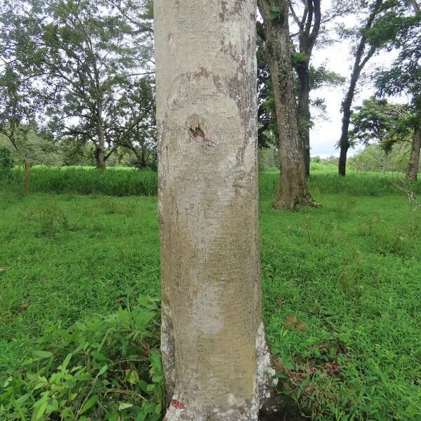 Sapium laurifolium Habit