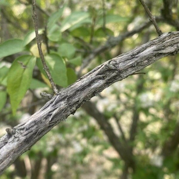 Abelia chinensis Bark