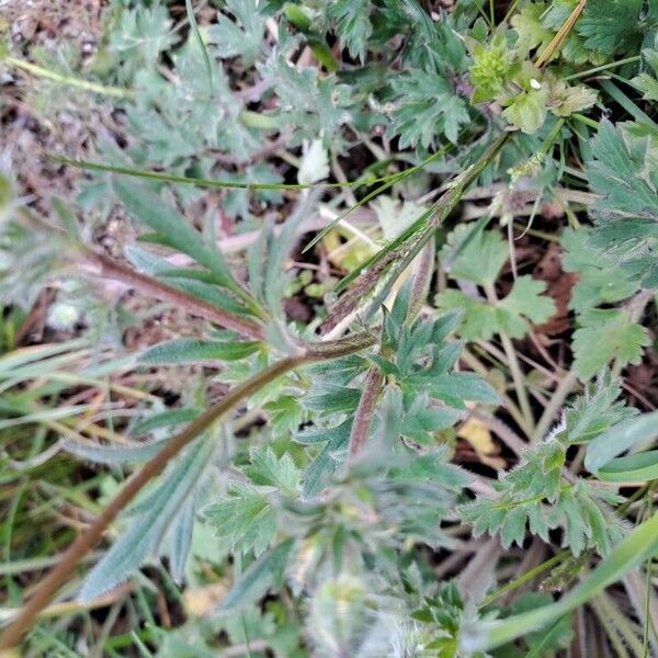Ranunculus bulbosus Leaf