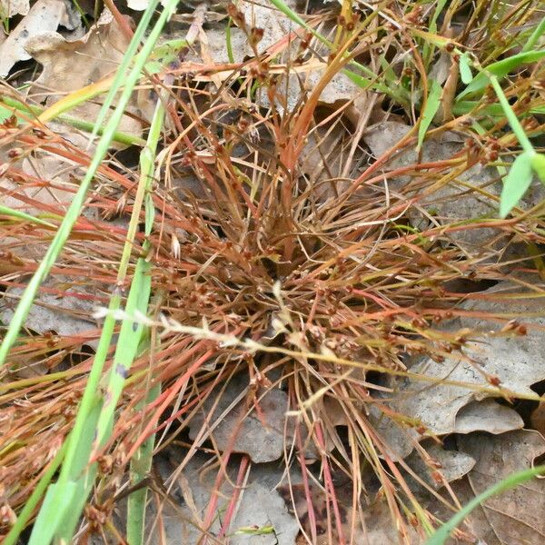 Juncus bufonius Blad