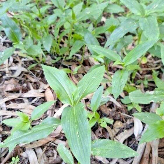 Commelina benghalensis Yaprak