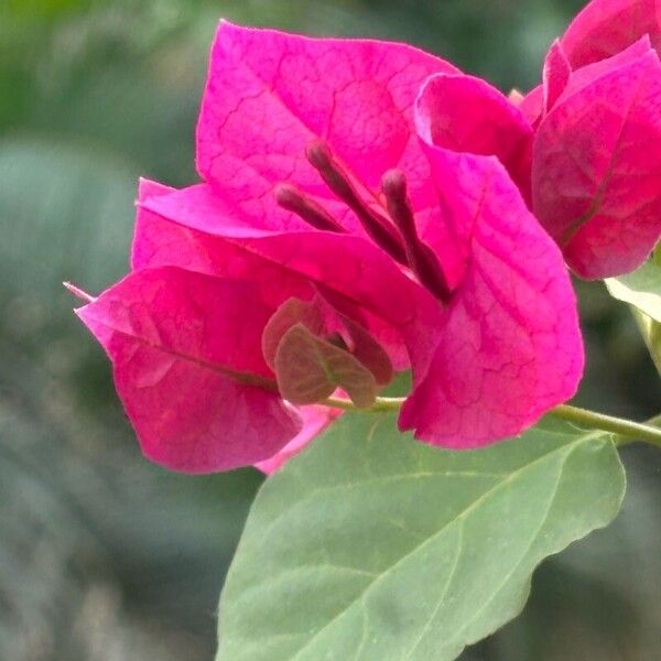 Bougainvillea × buttiana Flower