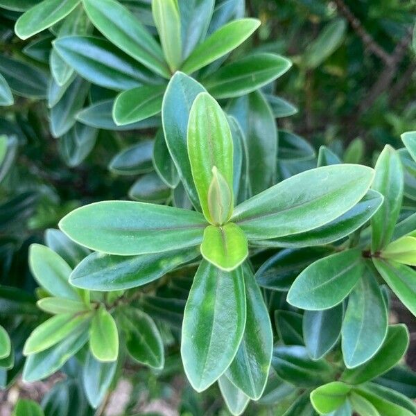 Hebe salicifolia Blad