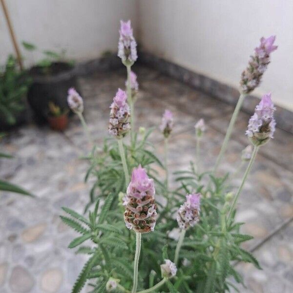 Lavandula dentata Virág