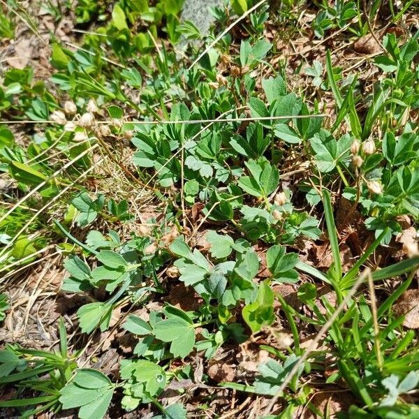 Sibbaldia procumbens Hostoa