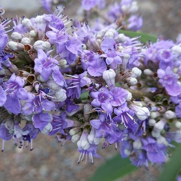 Vitex agnus-castus Flower