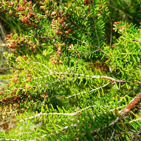 Erica scoparia Leaf