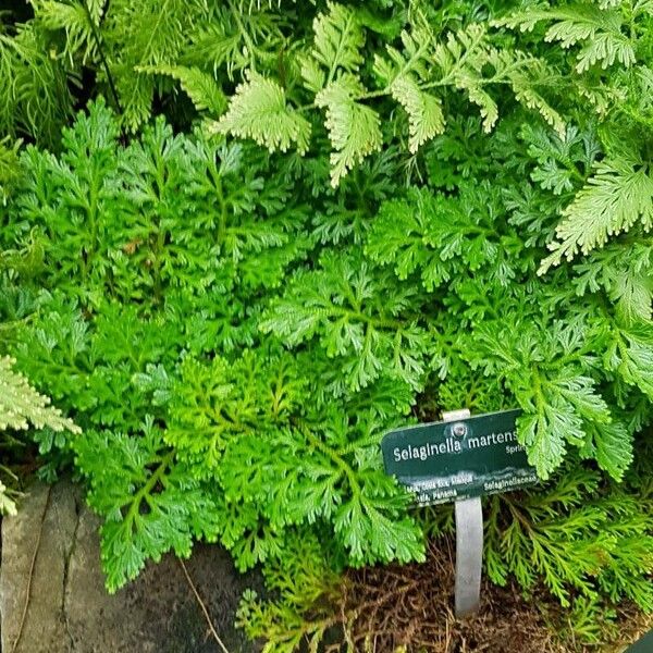 Selaginella martensii