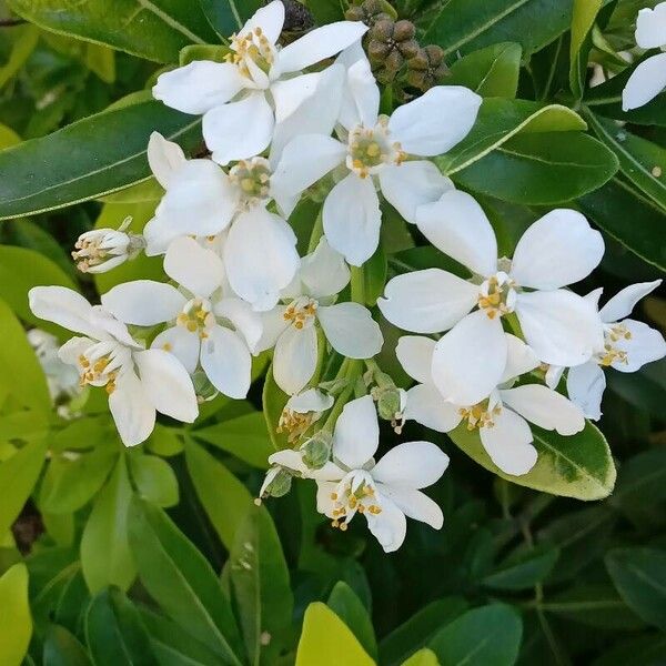 Choisya ternata Blüte