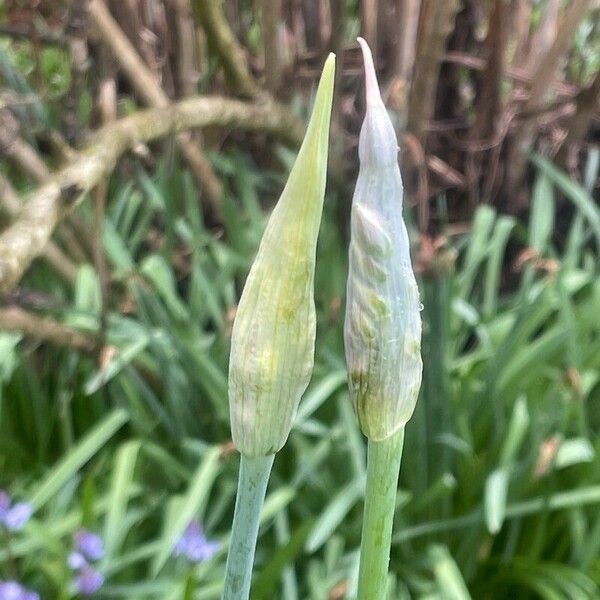 Allium siculum Blodyn